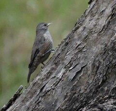 Climacteris picumnus