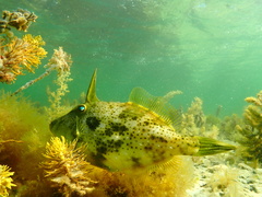 Scobinichthys granulatus