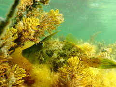 Scobinichthys granulatus