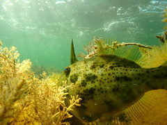 Scobinichthys granulatus