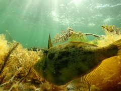 Scobinichthys granulatus