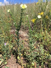 Lithospermum cobrense