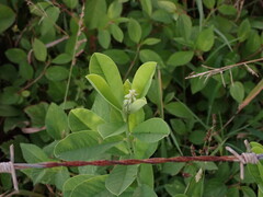 Crotalaria retusa