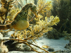 Hippocampus abdominalis