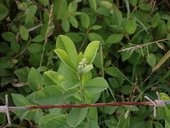 Crotalaria retusa