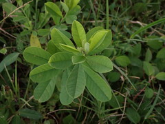 Crotalaria retusa