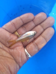 Rasbora