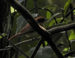 Pachyramphus cinnamomeus