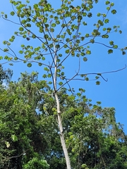Cecropia obtusifolia