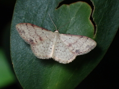 Idaea halmaea