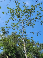 Cecropia obtusifolia