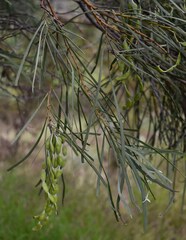 Acacia stenophylla