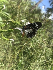 Danaus affinis
