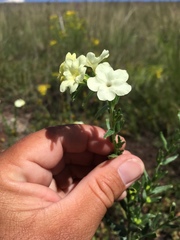 Lithospermum cobrense