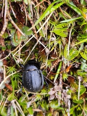 Scythrodes squalidus