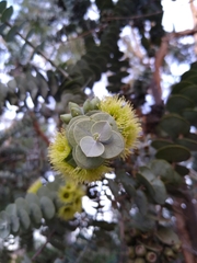 Eucalyptus kruseana
