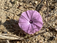 Ipomoea magnusiana