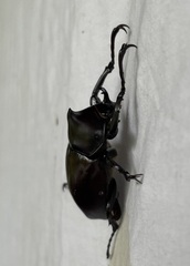 Xylotrupes australicus