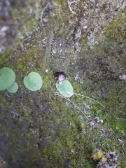 Corybas