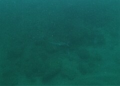 Scomberomorus sierra