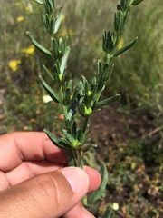 Lithospermum cobrense