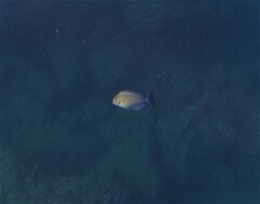 Acanthurus xanthopterus
