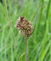Luzula congesta