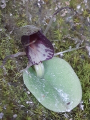 Corybas