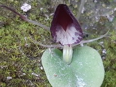 Corybas