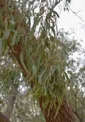 Eucalyptus coolabah