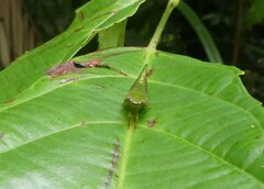 Owra insignis