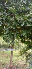 Magnolia liliiflora