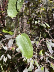 Smilax havanensis