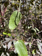 Smilax havanensis