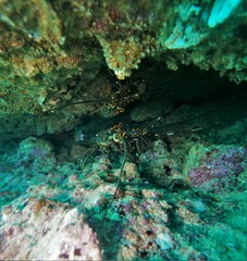 Panulirus inflatus