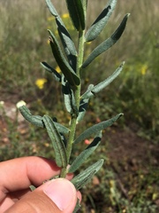 Lithospermum cobrense
