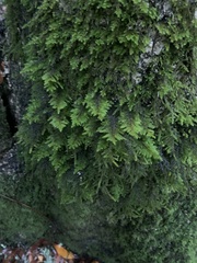 Dendroalsia abietina