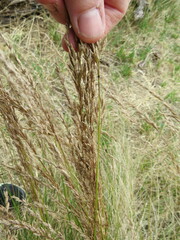 Poa labillardierei