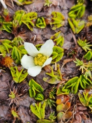 Caltha obtusa