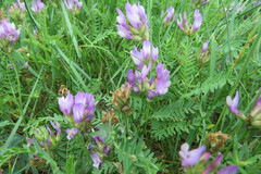 Astragalus agrestis