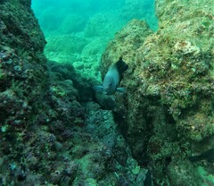 Stegastes acapulcoensis