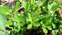 Penstemon ellipticus