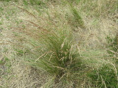 Poa labillardierei