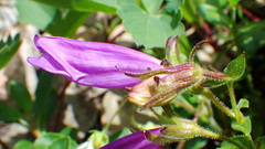 Penstemon ellipticus