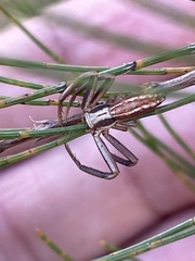 Runcinia acuminata