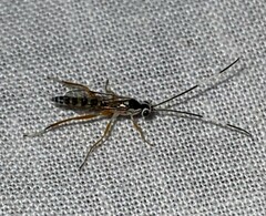 Sphelodon phoxopteridis