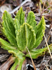 Celmisia prorepens