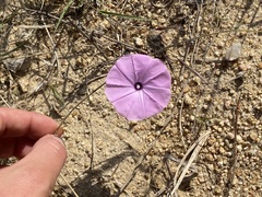 Ipomoea magnusiana