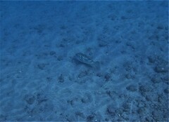 Sphoeroides annulatus