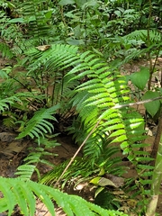 Dryopteris wallichiana